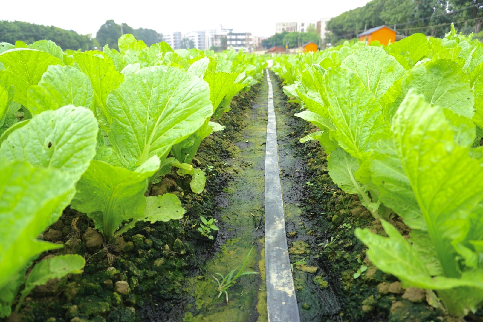春光大好,生菜茂盛.(摄影:梁凤兴)