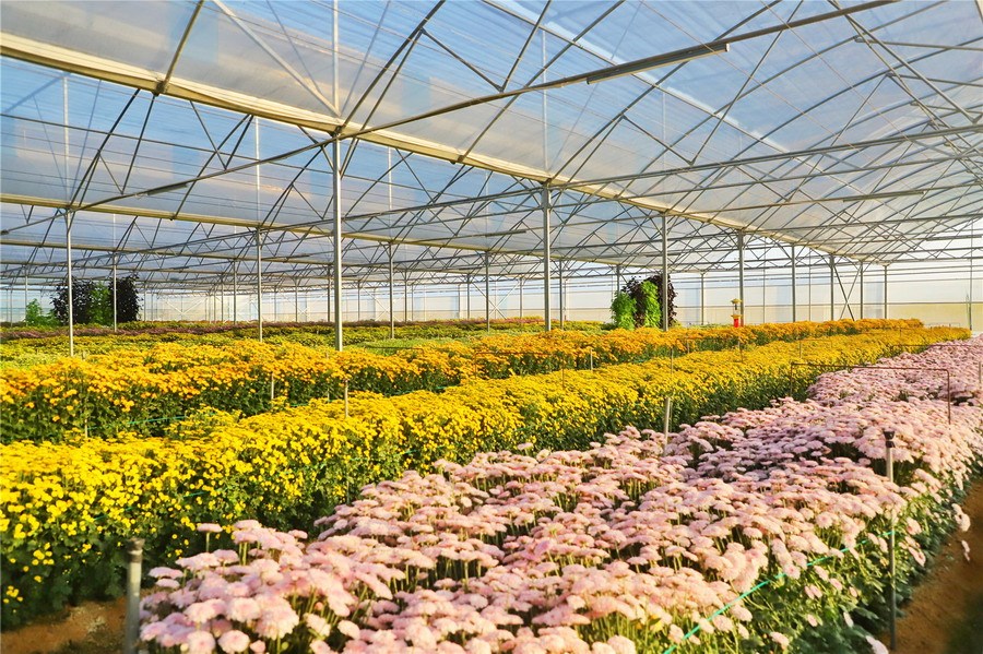 大棚内的菊花.(来源:深圳新闻网)