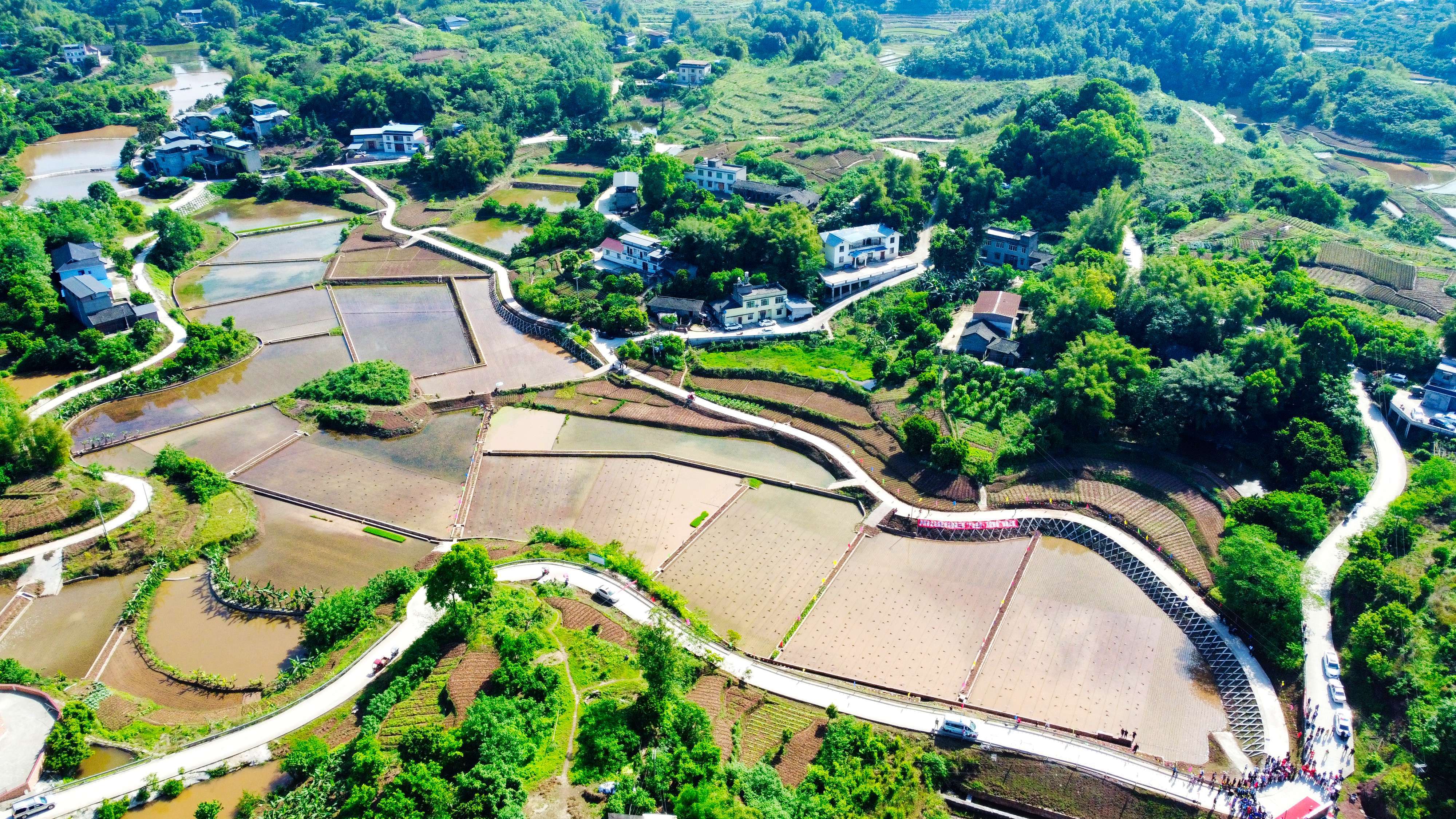 四川泸州龙马潭区：高标准农田插秧忙