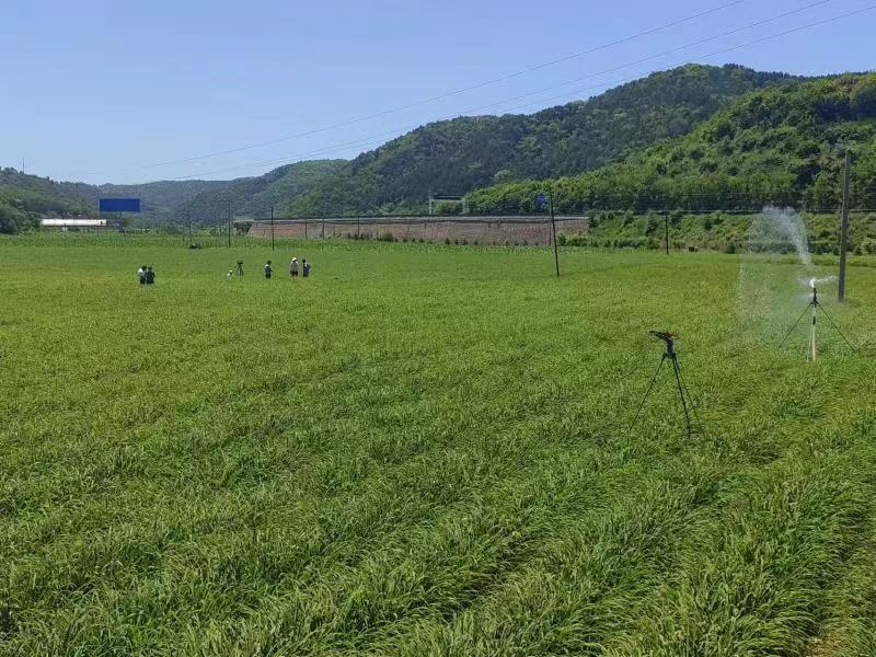 杨家湾村黄花菜种植基地