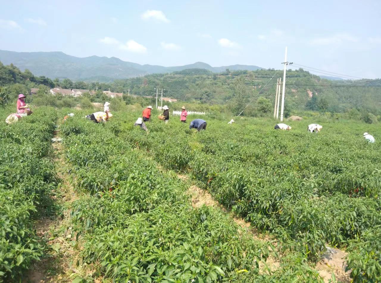 宝鸡市陈仓区新街镇核桃园村干部群众采摘辣椒。