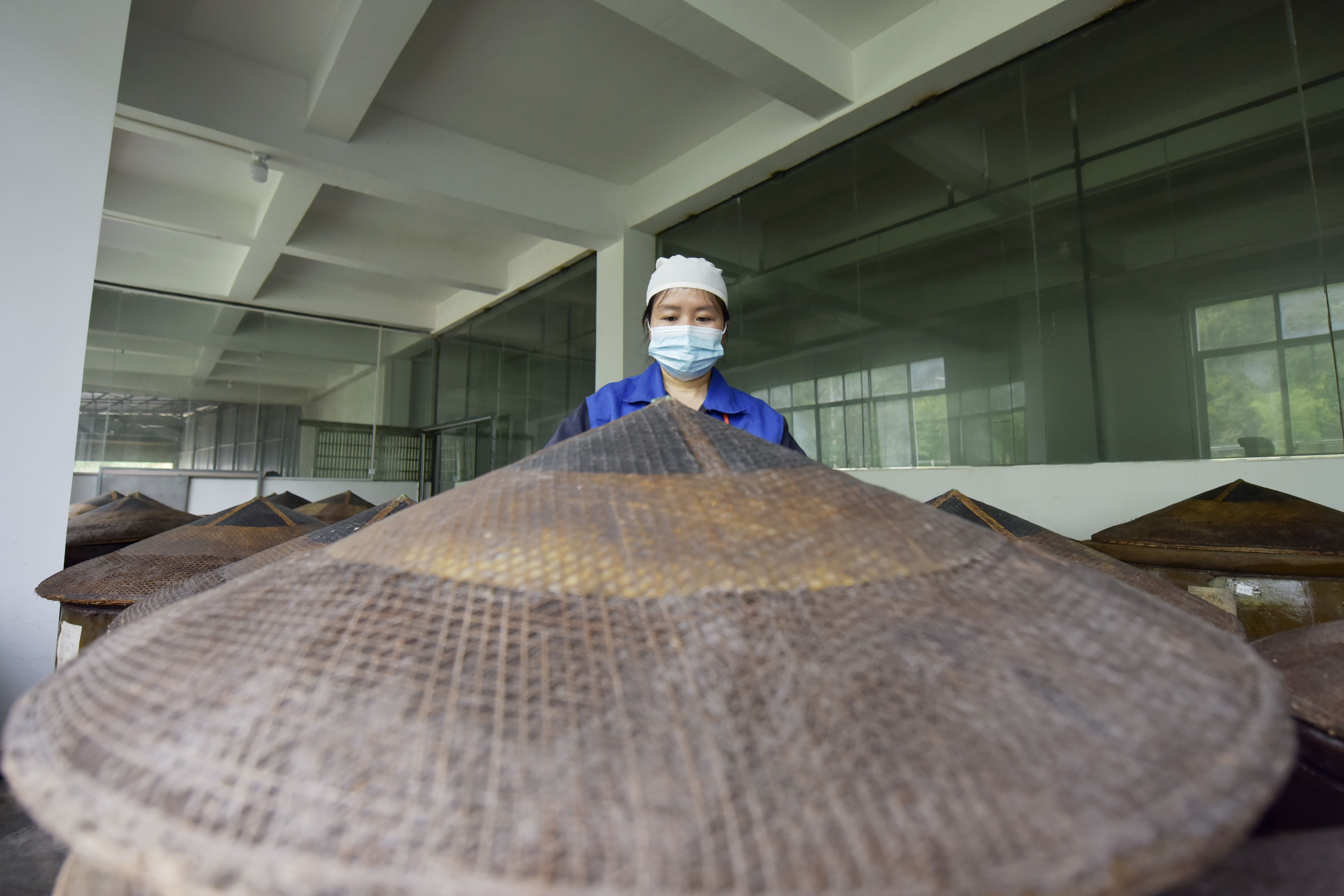 贵州镇远：陈年道菜新发展 产业引领促增收