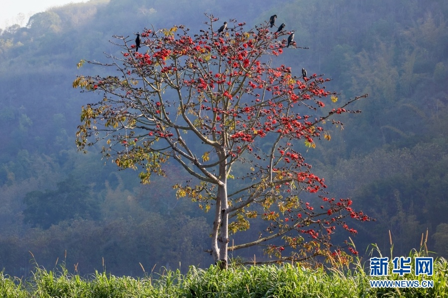 保山市龙陵县，怒江之畔，木棉花开引鸟来（摄于2月16日）。新华网发（尹磊/摄）