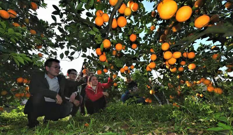 11月18日，宜章县城西某生态农庄，满园的橙香飘散开来，黄灿灿的果儿挂满枝头。
