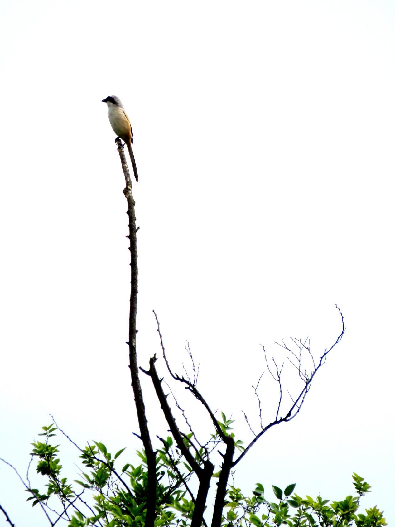 上海闵行在光华湖畔探寻这群精灵的生态乐园