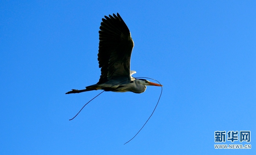 红河州弥勒市湖泉生态园内，一只鸟儿嘴衔枝筑巢（摄于2月16日）。新华网发（普佳勇 摄）