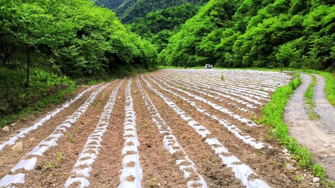 马镇村大豆玉米复合种植示范点