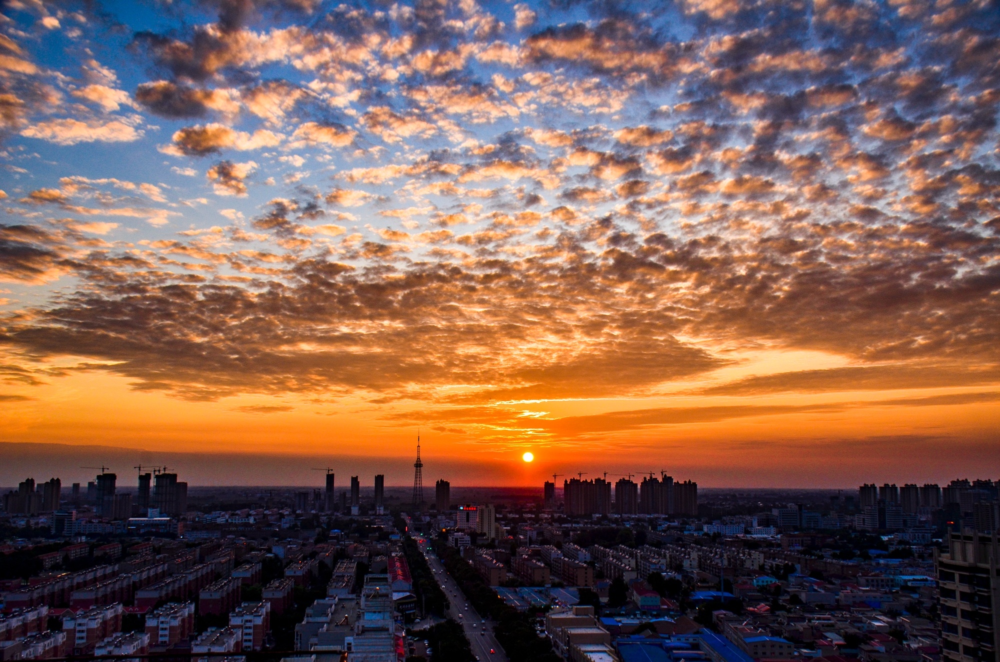 辛集黑道李图片