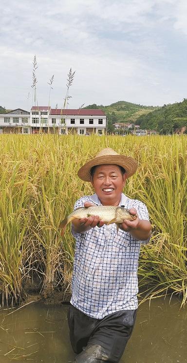 9月6日，安康市恒口示范区安乐社区群众晏镇福向记者展示稻田里养的鱼。记者 艾永华 摄