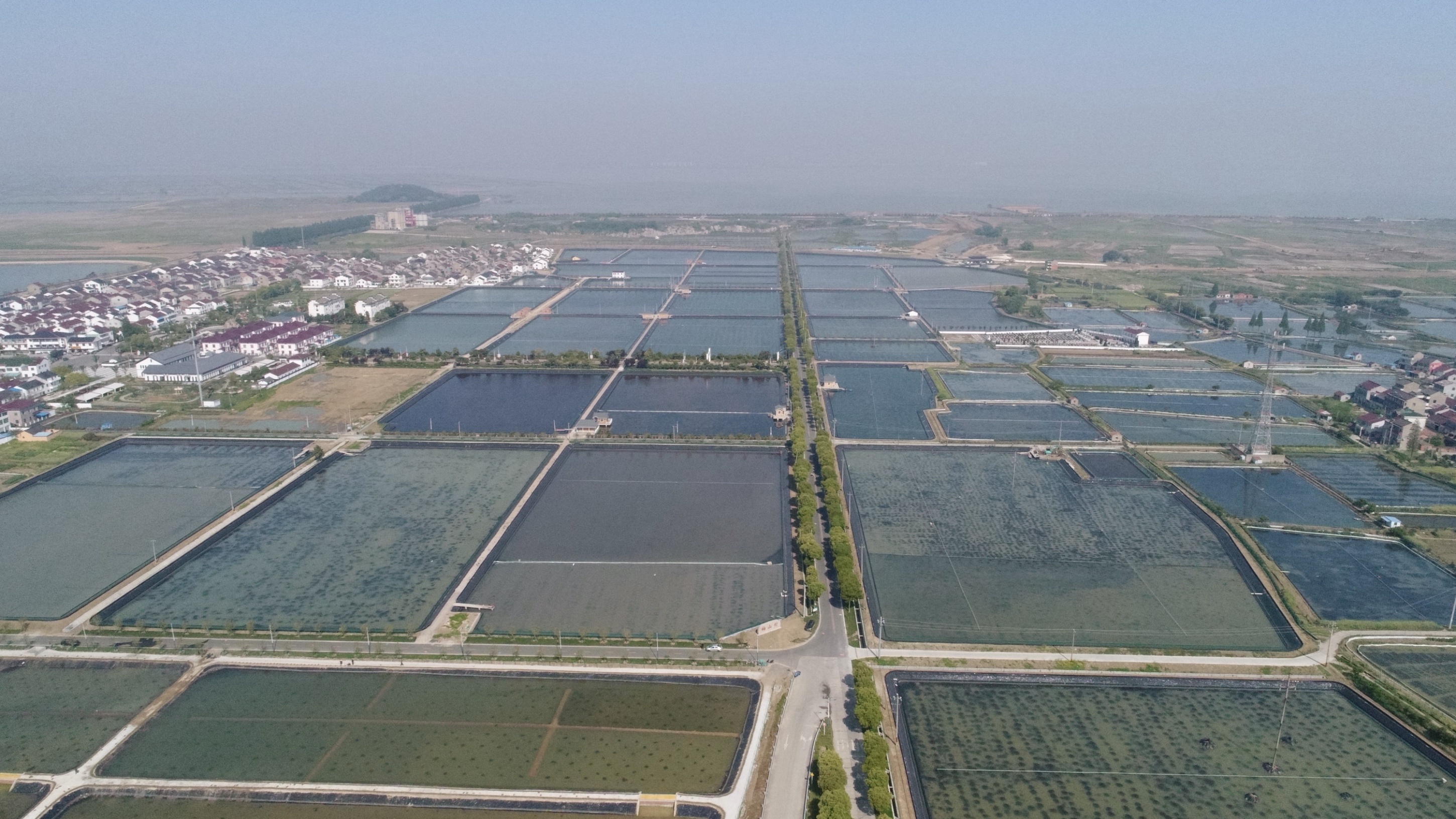 我为群众办实事丨常州金坛:"长荡湖螃蟹市场"建成投运 带动养殖户增收