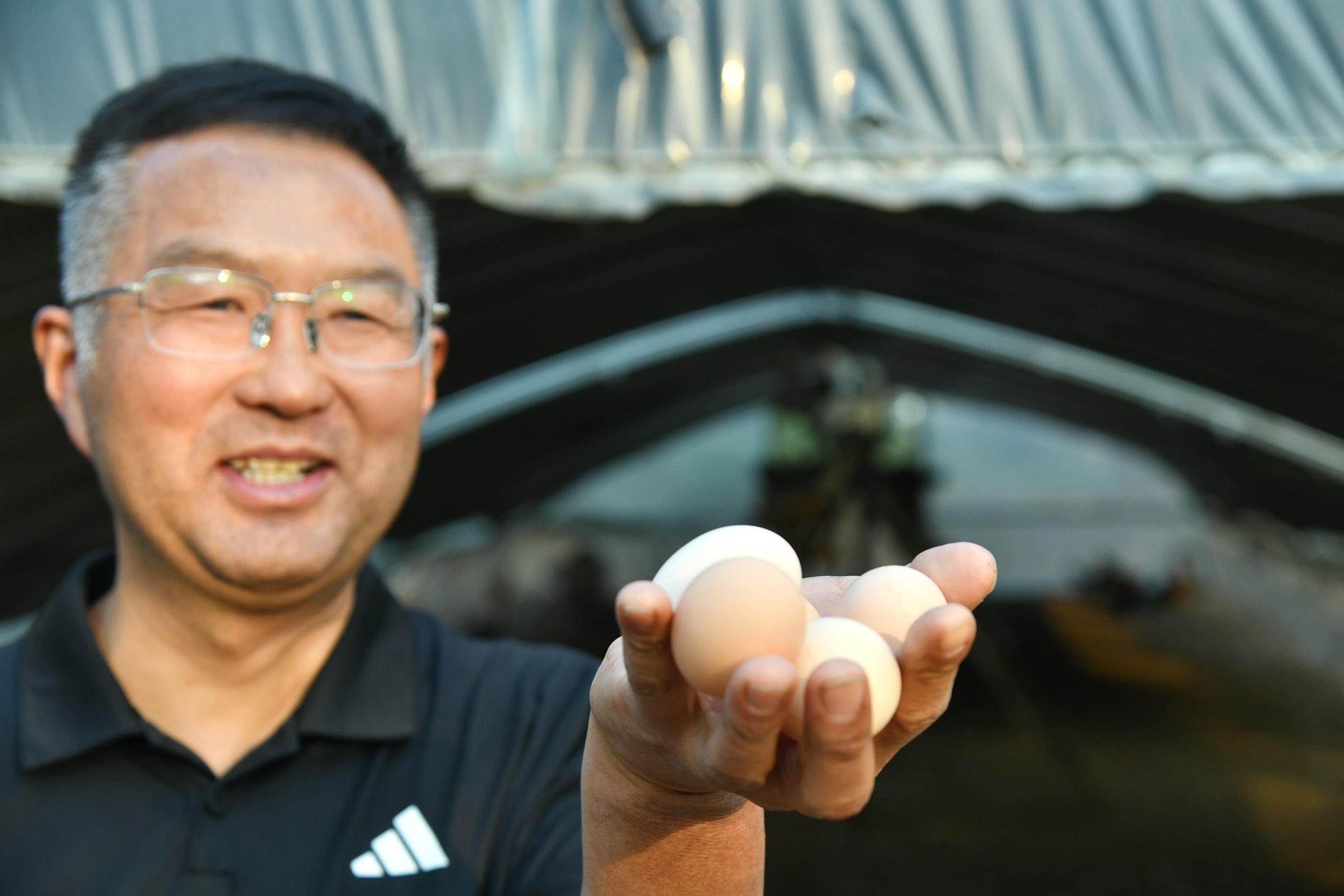 乡土周口 | 养鸡东篱下