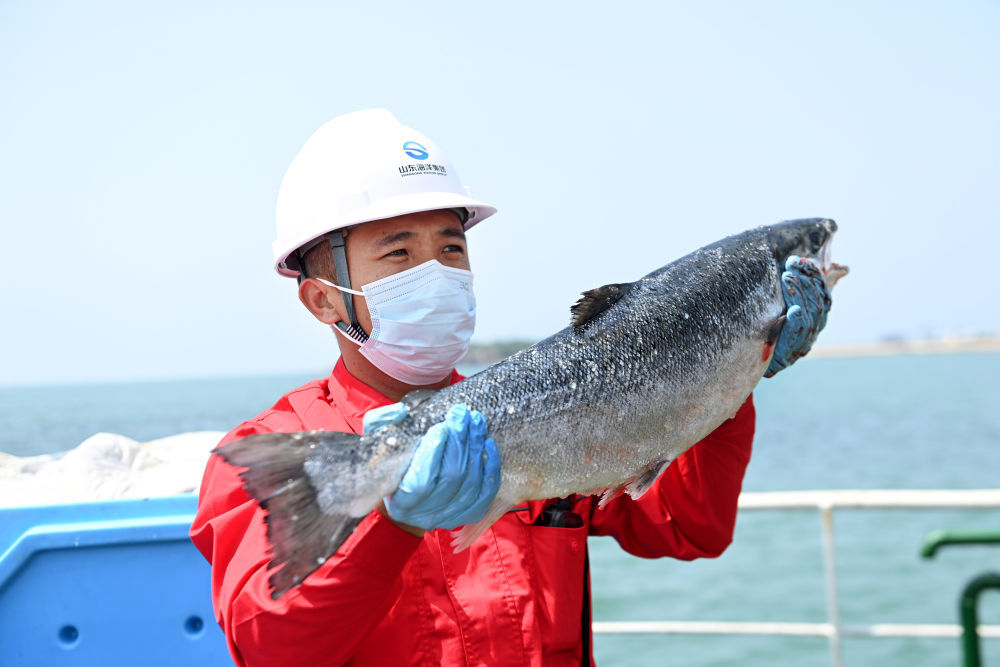 山东青岛西海岸新区：首批大西洋鲑喜获丰收
