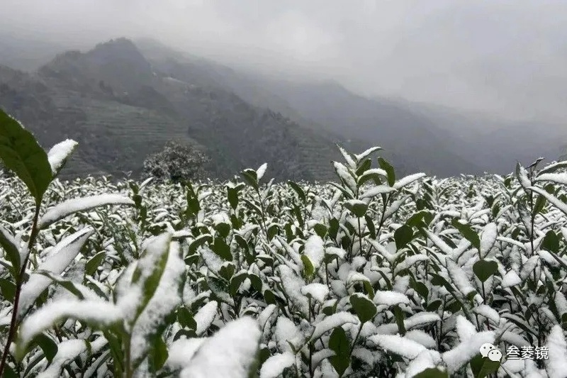 铜仁茶园雪景美如画