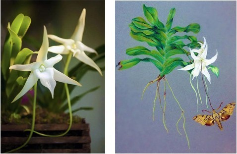 大彗星兰(图左),达尔文兰和长喙天蛾(图右)。江苏省中国科学院植物研究所(南京中山植物园)供图
