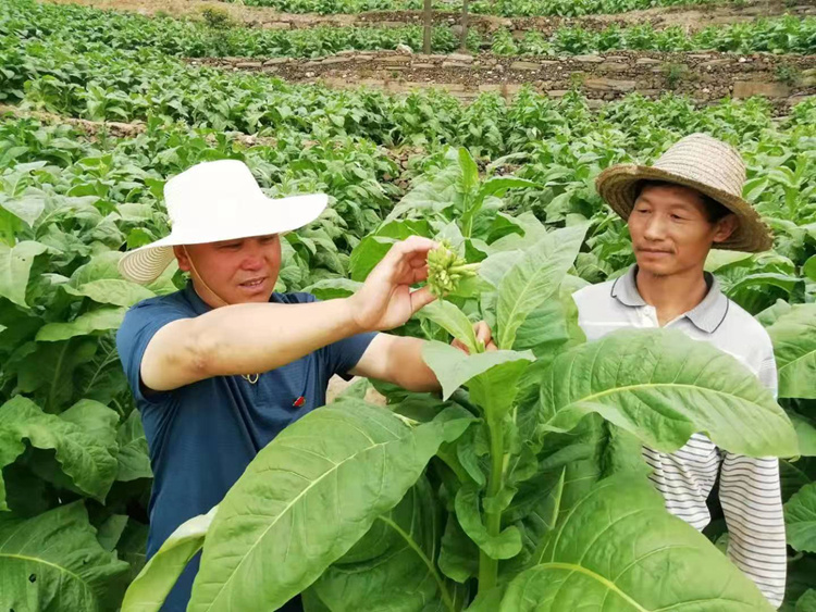 烟草技术员向烟草栽植户讲解病虫害防治知识。