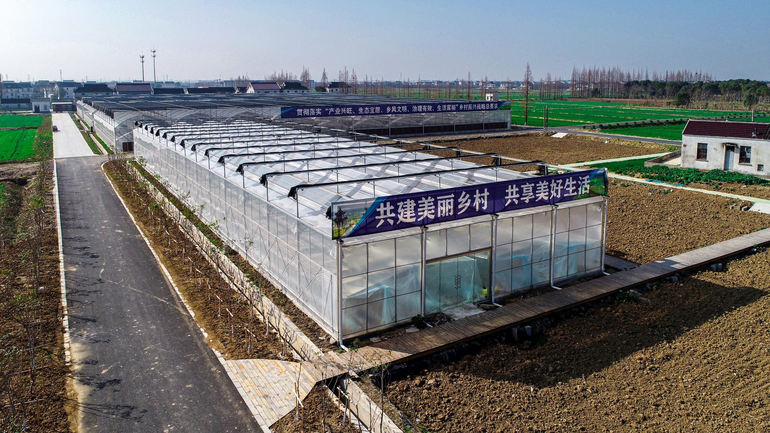 江苏常熟：大棚草莓喜丰收 酸酸甜甜俏红颜