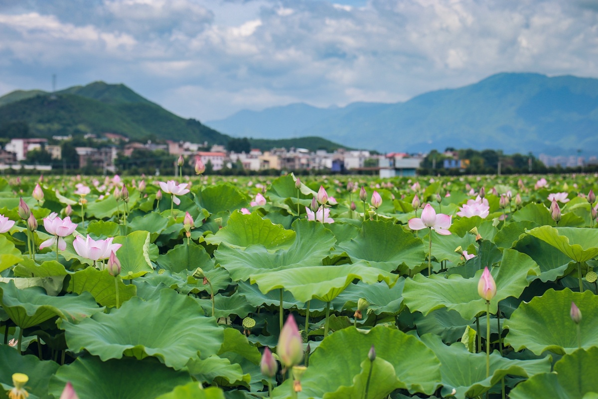 湖南蓝山：荷花绽放乡村美
