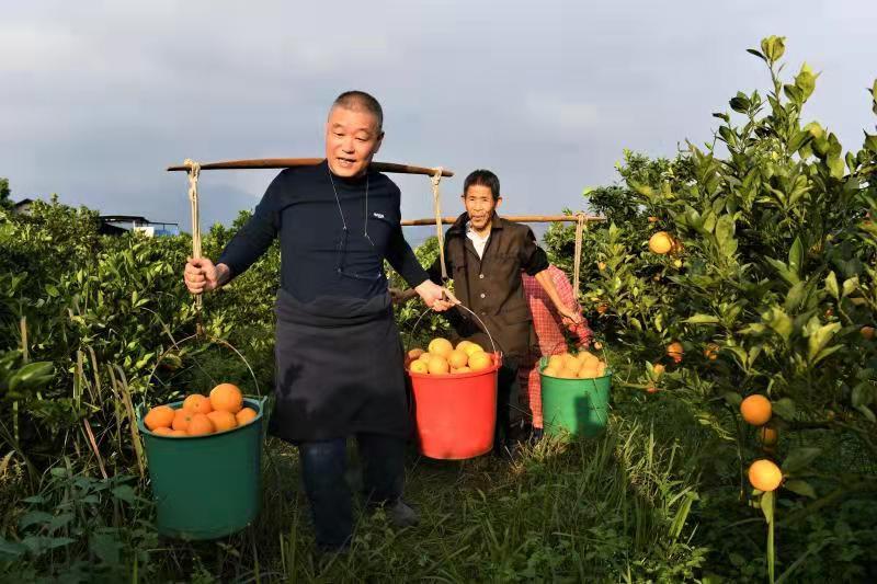 目前，宜章共种植脐橙27.8万亩，2020年总产量19.6万吨，总产值超过10亿元。