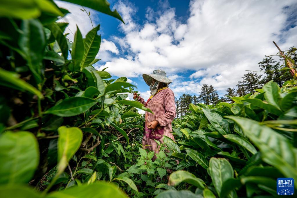 傣族大叶茶图片