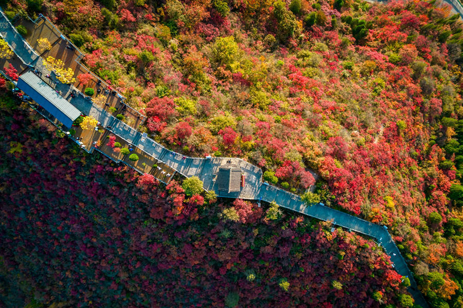 河南林州：层林尽染柏尖山