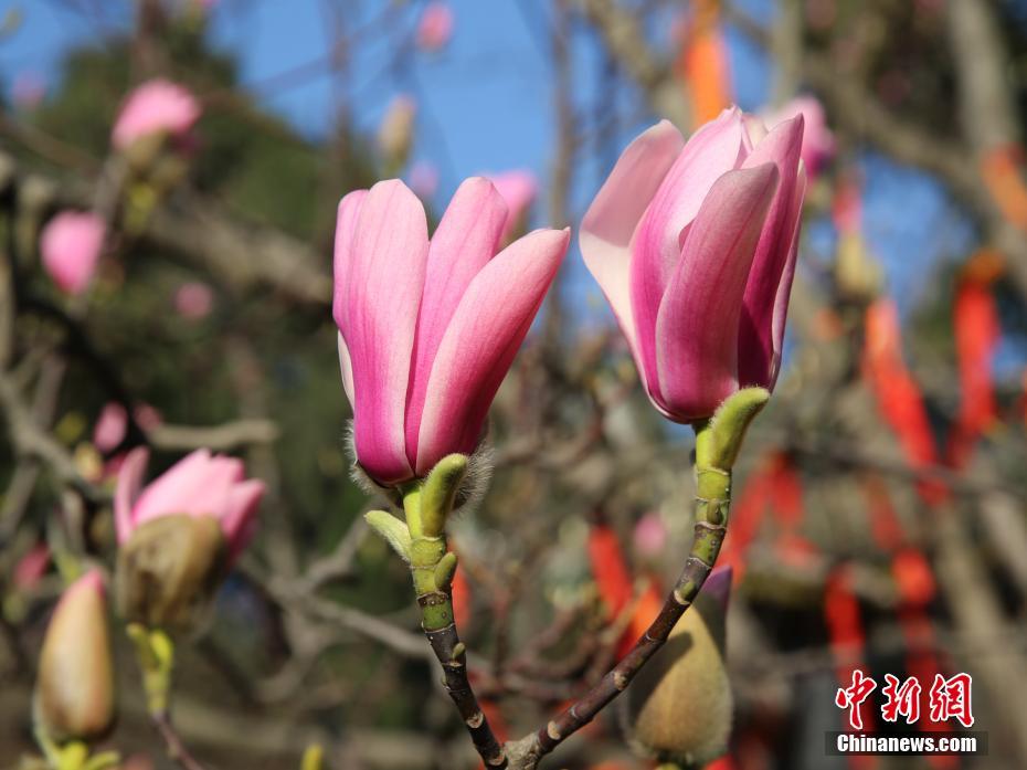 因其树花开之时，花朵酷似莲花，而生于旱地，故有旱地莲花之美誉。