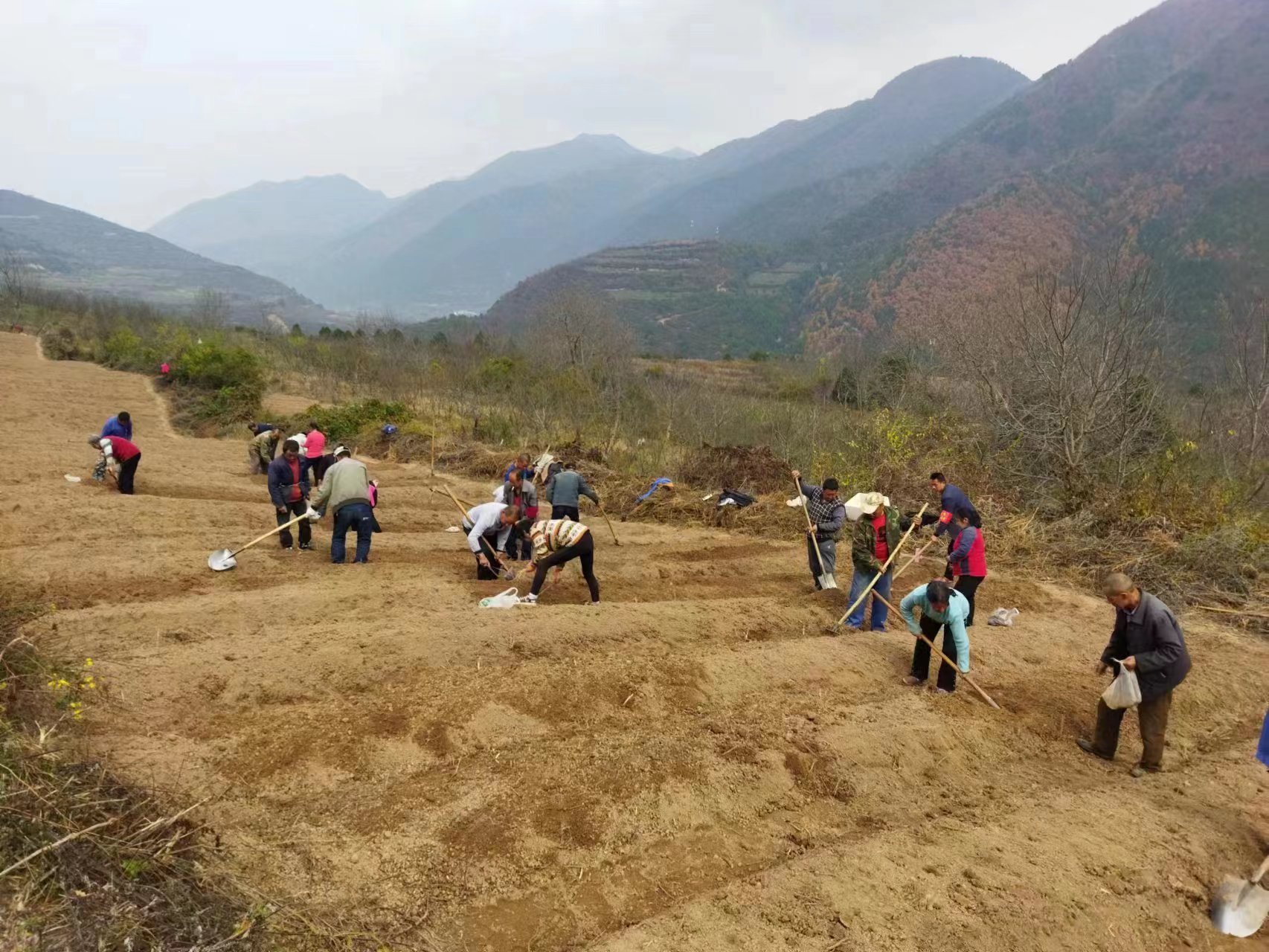 干部群众正在种植党参。