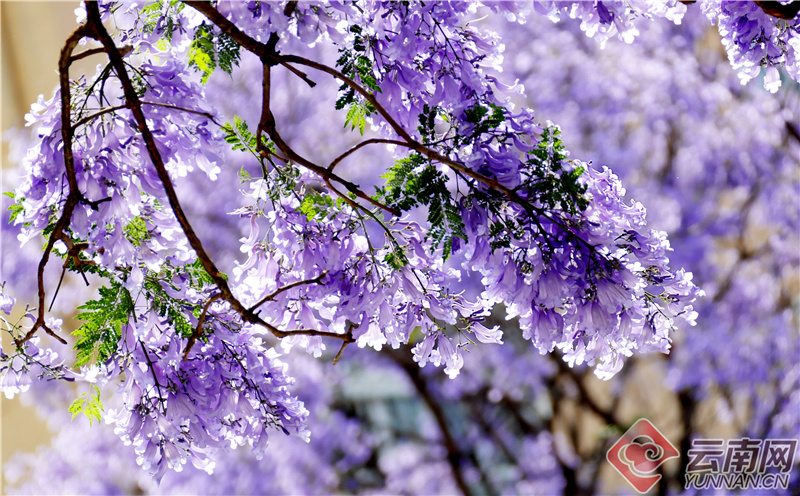 云南省文化和旅游厅