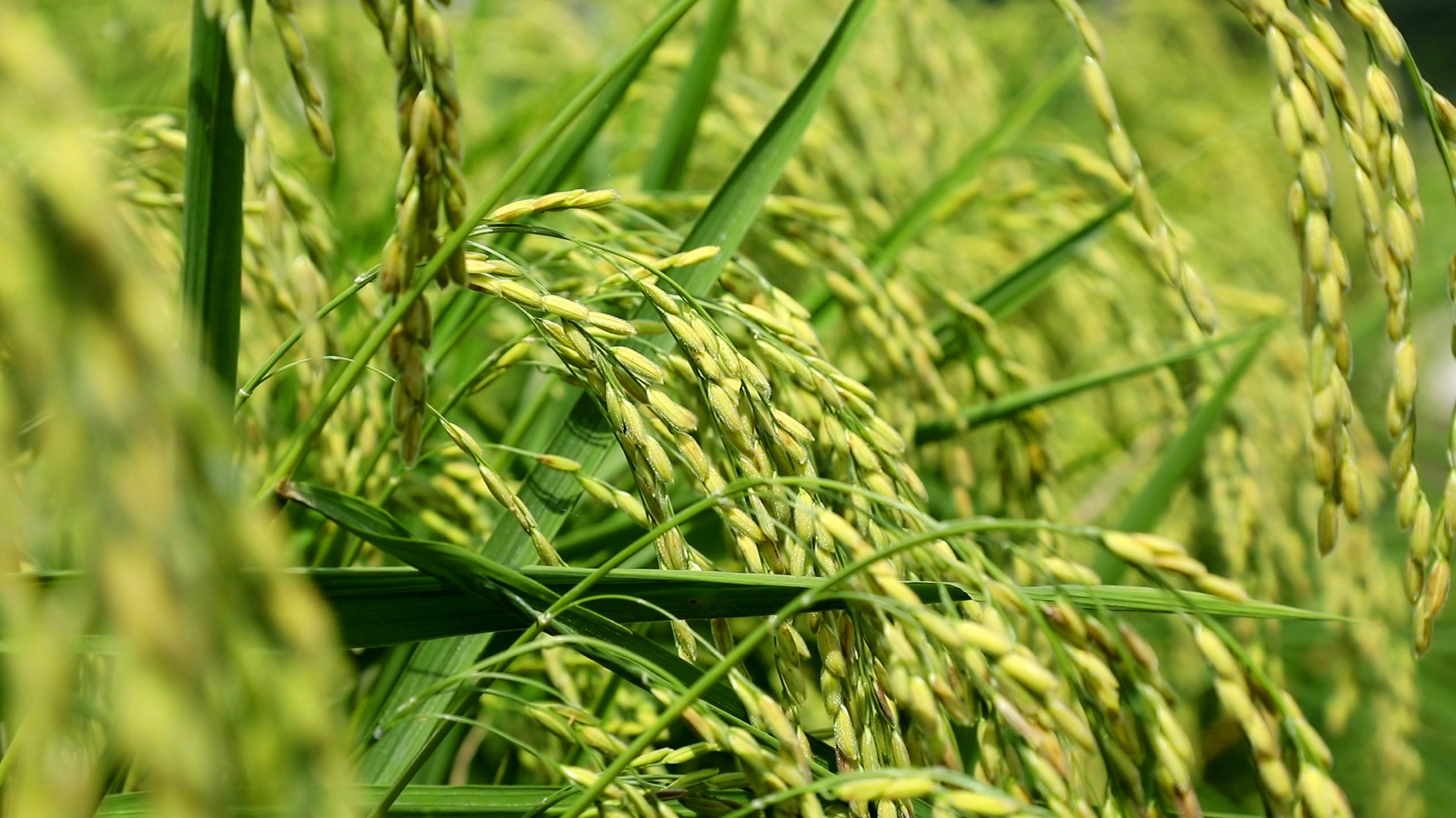 处于抽穗期的水稻