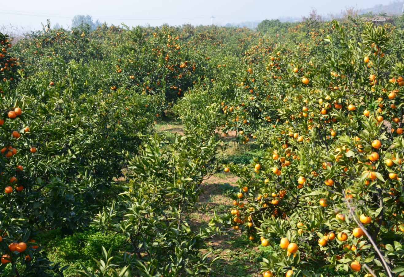 5000余亩褒河蜜橘生态园区