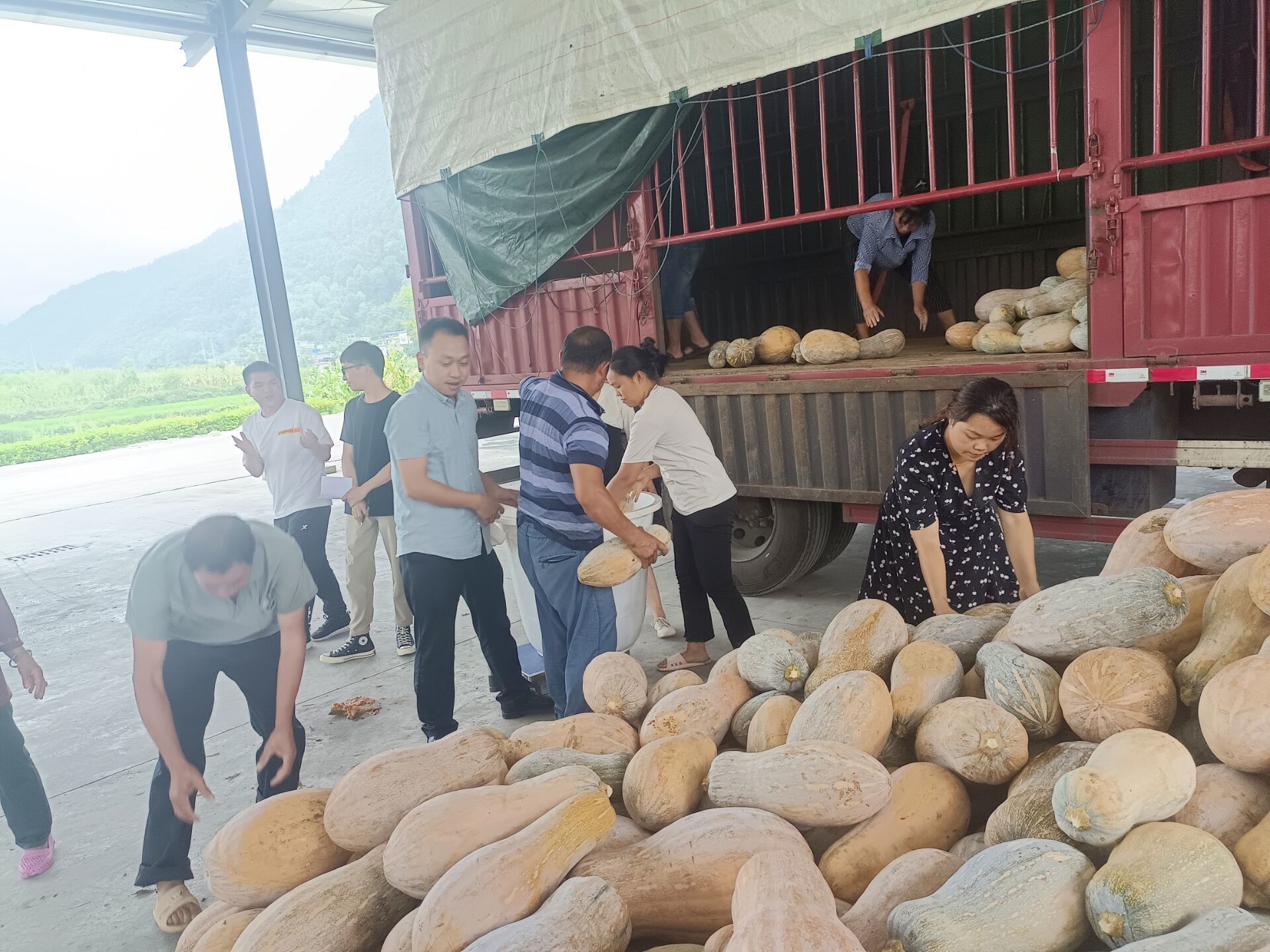 罗甸县木引镇摆落村光伏发电基地套种的蜜本南瓜迎来丰收,银光闪闪的