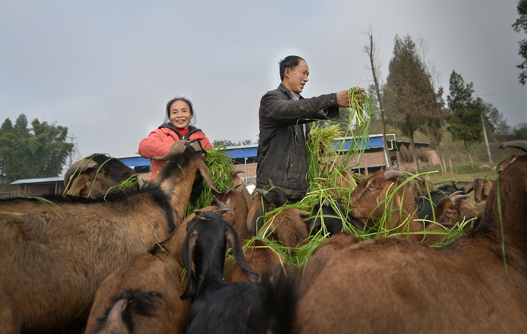 四川省巴中市恩阳区兴隆镇关公庙村5社牧兴专业合作社饲养简阳大耳朵