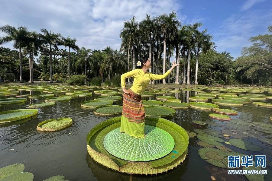 王莲叶上翩翩起舞（摄于5月20日）。新华网发（中国科学院西双版纳热带植物园供图）