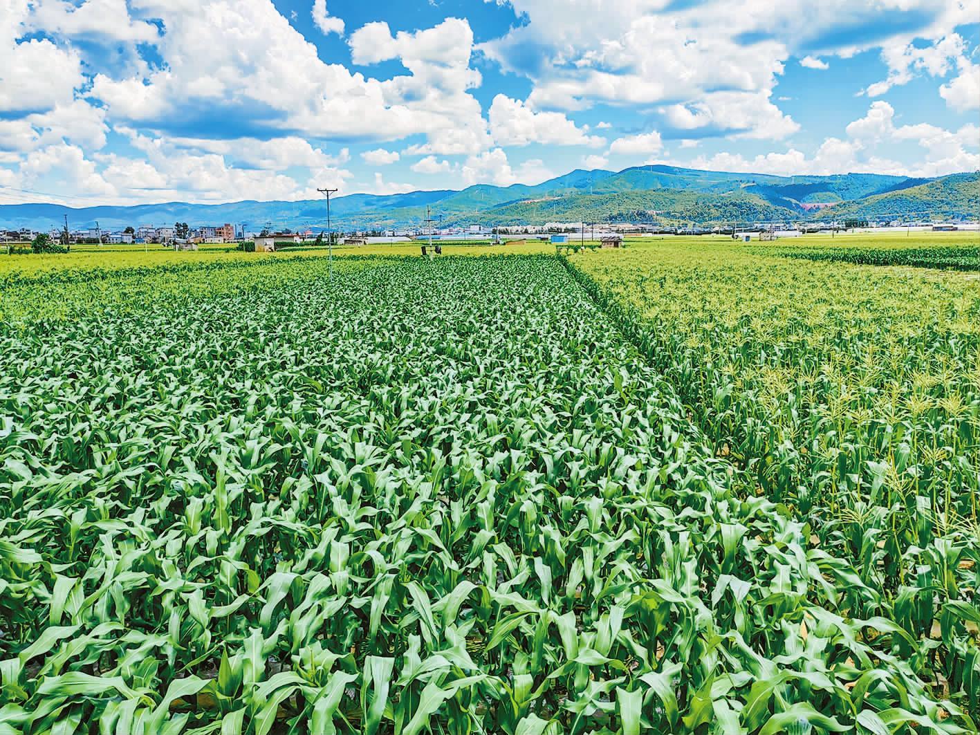 云南玉溪交出粮食生产优异答卷