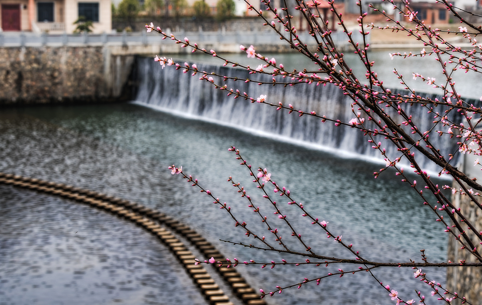 楚楚动人湖北南漳湿地公园春色浓