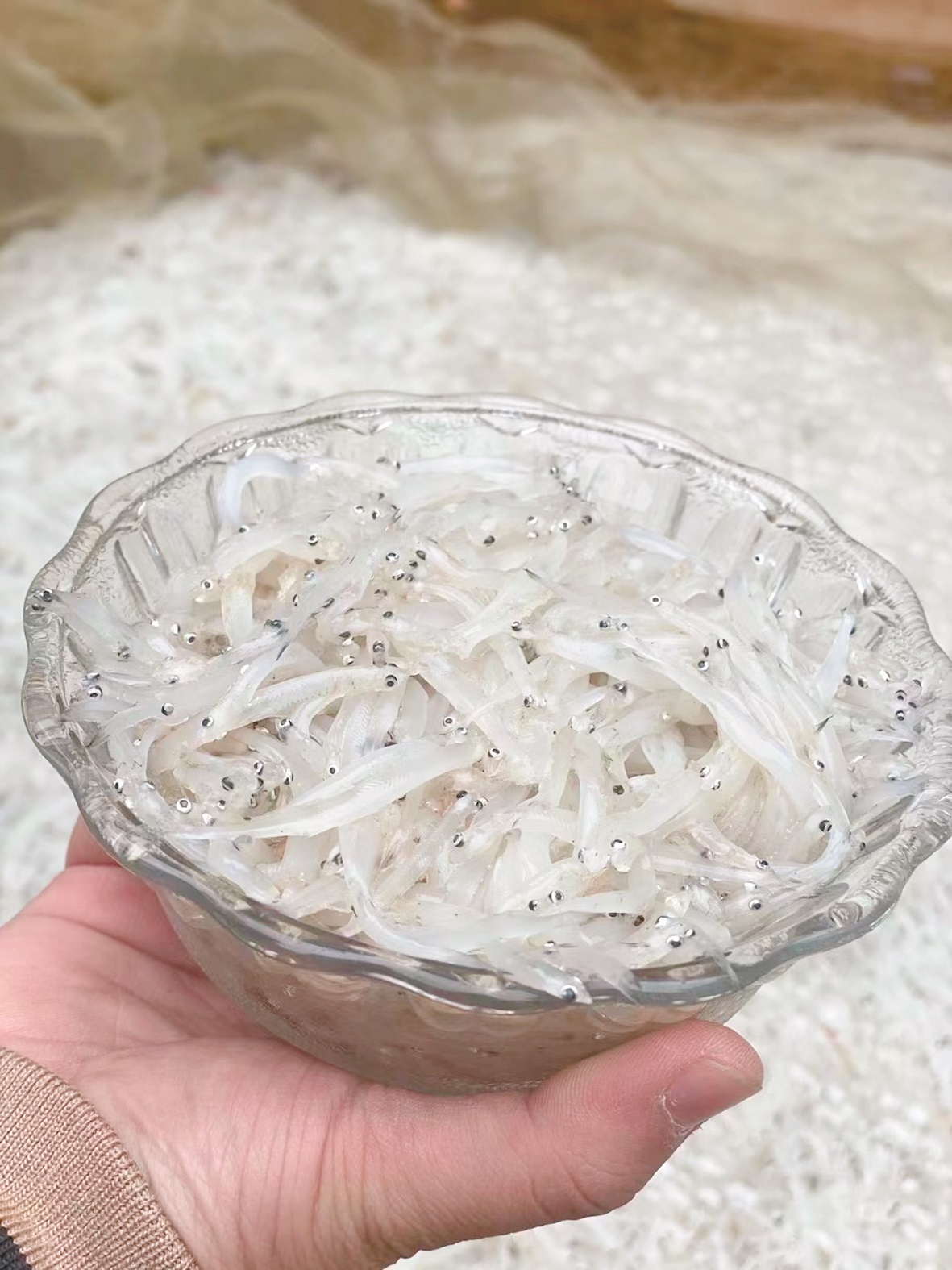 鄱阳湖银鱼-名特食品图谱-图片