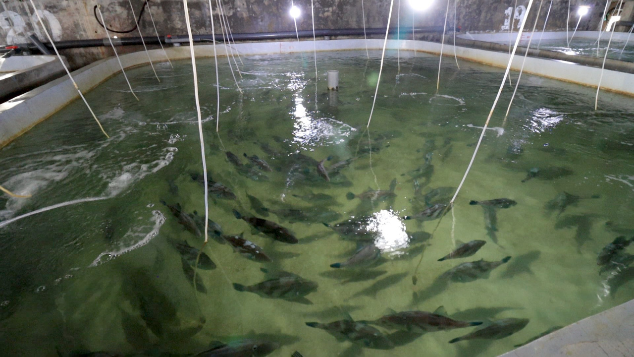 威海绿鳍马面鲀高产品系选育阶段性验收成功 黄海水产研究所 