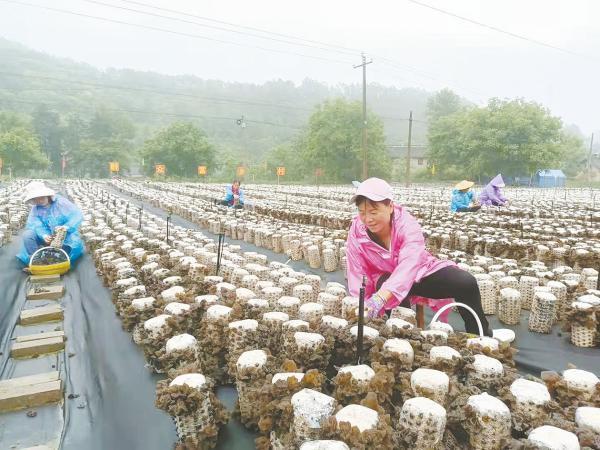 洛南县麻坪镇云蒙山村，“三级田长”王建莉在地头引导群众种植地栽木耳。