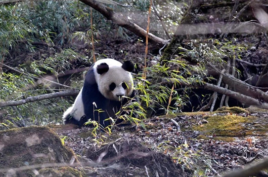 大熊猫国家公园唐家河片区是以大熊猫及其栖息地为主要保护对象的森林和野生动物类型的自然保护区。