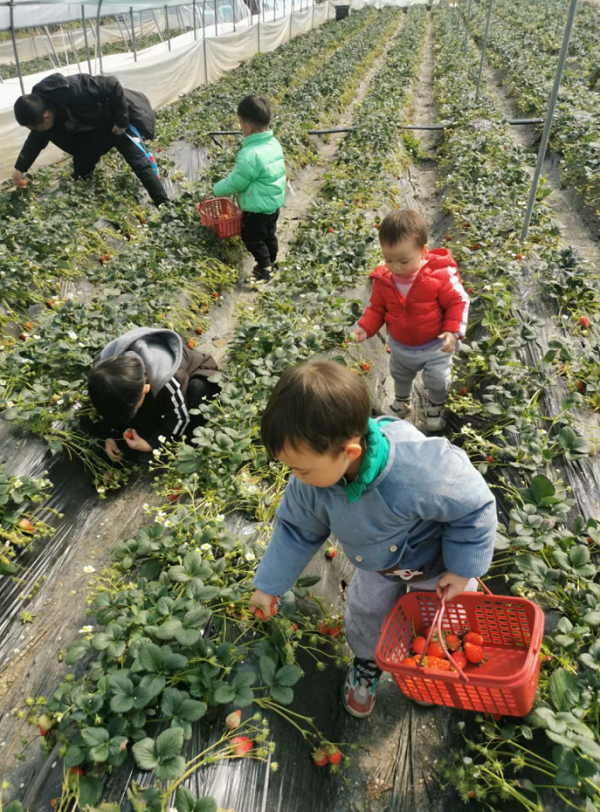 三柳村的草莓采摘大棚吸引了游客。記者 方騰 攝