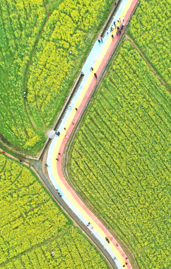 成片的油菜花与纵横其间的公路相映成趣。