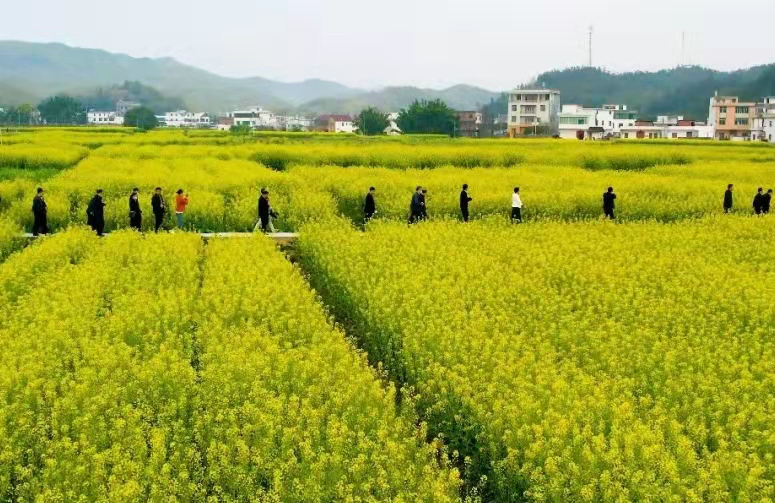 江西贛州贛縣區油菜花開春意濃秀美鄉村迎客來