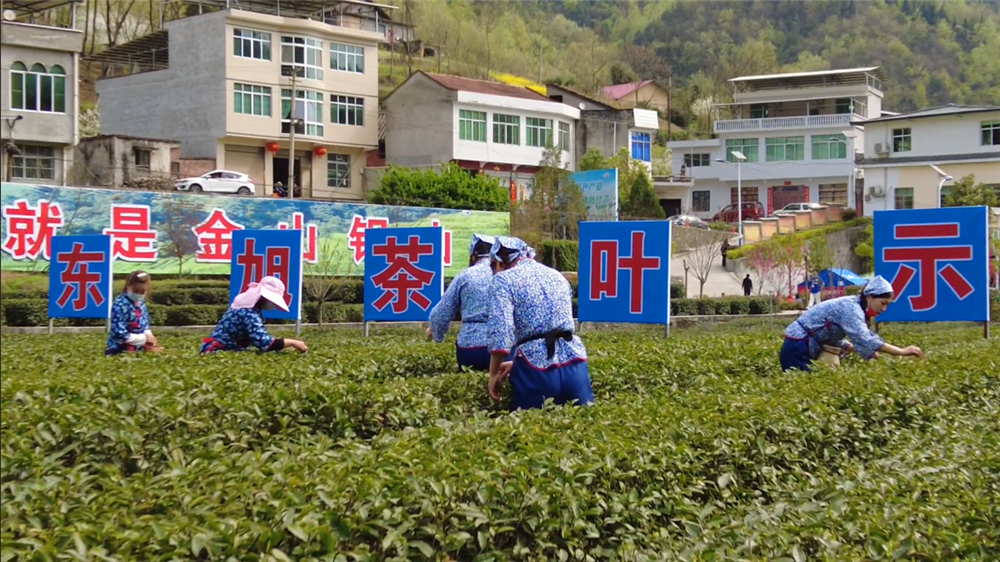 工人们在东旭茶园里采茶