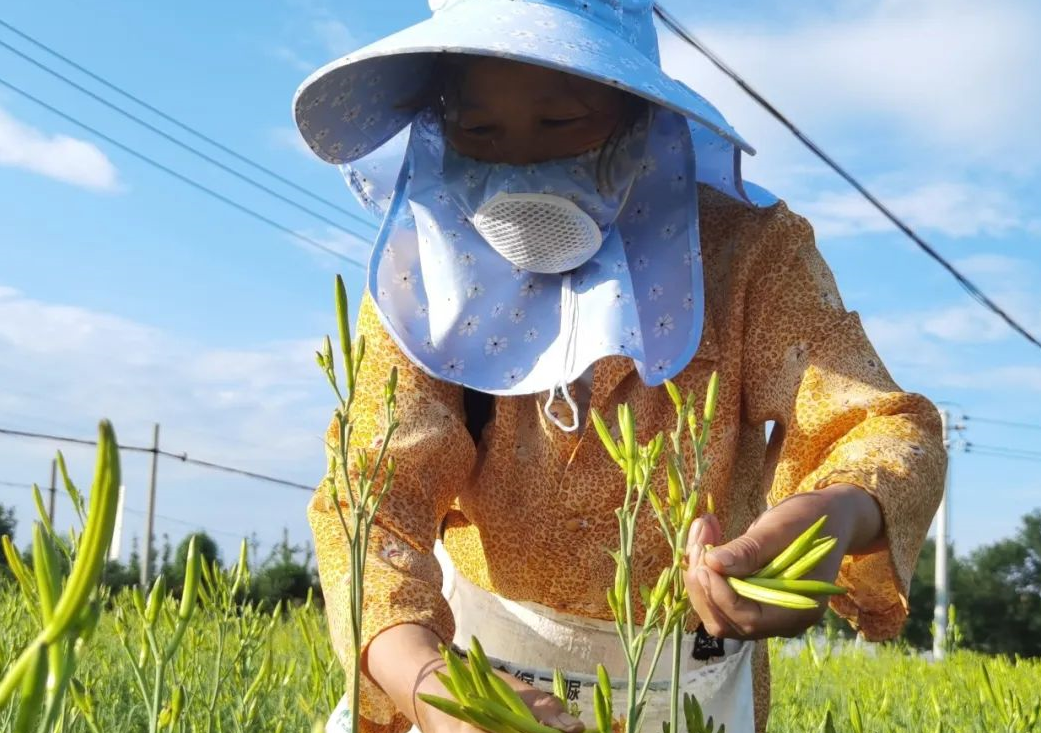 村民正在采摘黄花菜