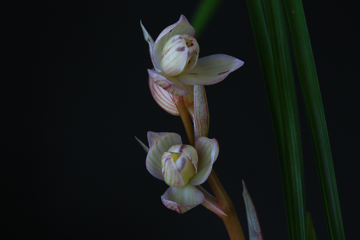 美丽云南花中君子王者之香美物兰花