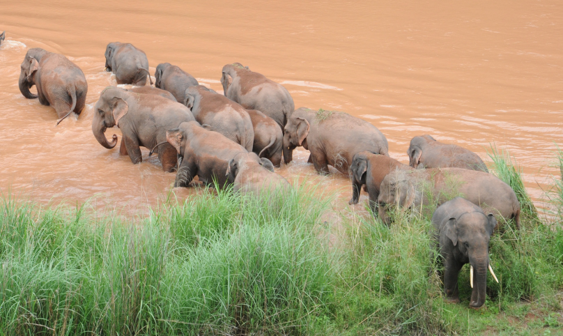 跟着大象游云南亚洲象如果朋友来看我