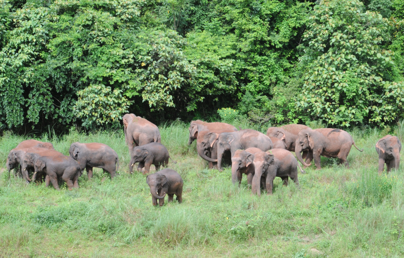 跟着大象游云南亚洲象如果朋友来看我