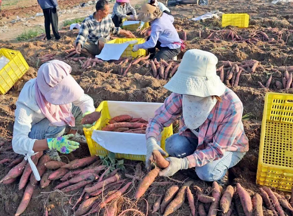 村民正在挑选红薯装箱。