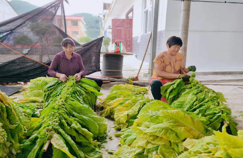 烟农们脸上洋溢着丰收的喜悦 江荣霞 摄