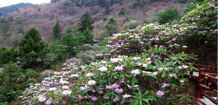 “四海坪”杜鹃花带