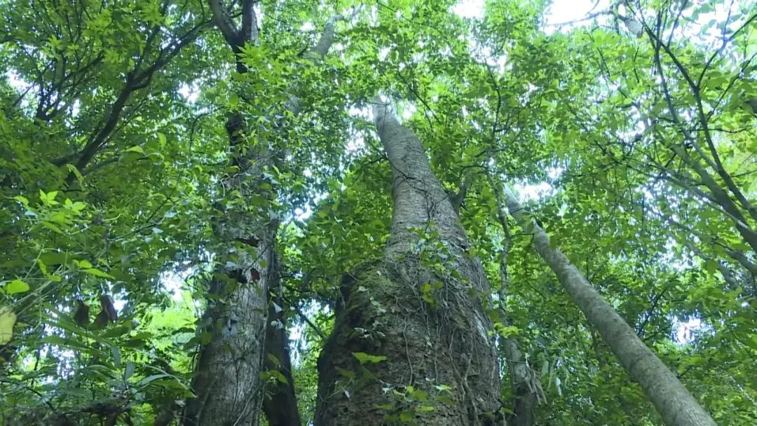 在高黎贡山国家级自然保护区保山段发现的滇桐野生种群(保山市委宣传部供图)